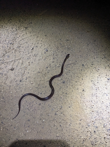 Yellow-naped Snake