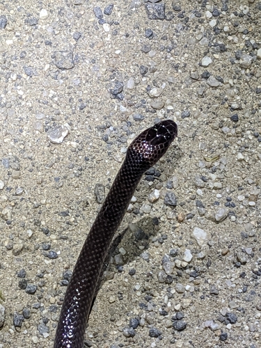 Yellow-naped Snake
