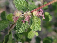 Lippia palmeri