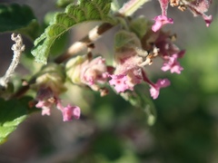 Lippia palmeri