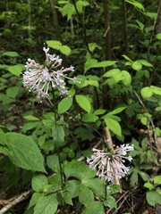 Valeriana pauciflora