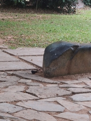 Rhipidura albicollis