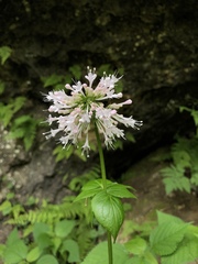 Valeriana pauciflora