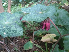 Podophyllum
