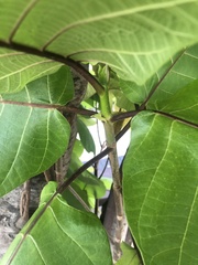 Mascarenhasia