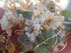 Cuscuta tuberculata