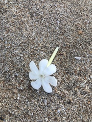 Mascarenhasia