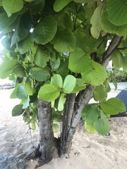 Mascarenhasia
