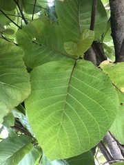 Mascarenhasia