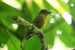 Chlorothraupis carmioli