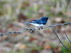Myiagra cyanoleuca