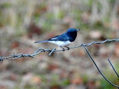 Myiagra cyanoleuca