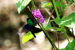 Thalurania colombica image