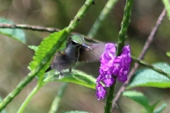 Microchera albocoronata