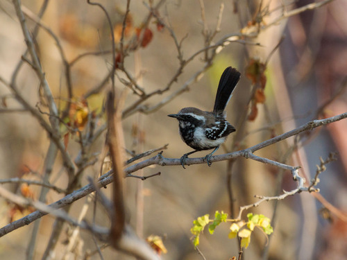 Black-bellied Antwren