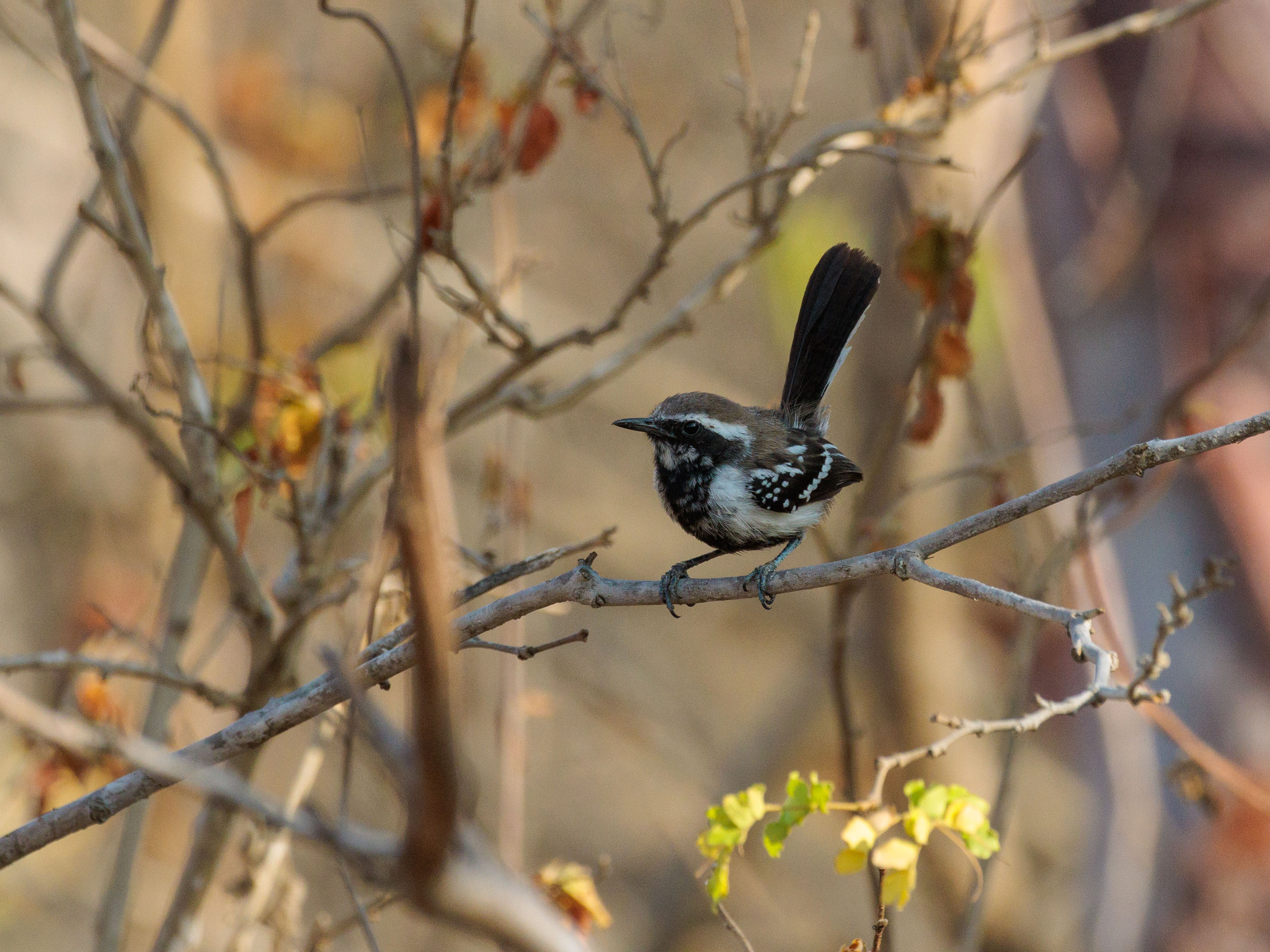Black-bellied Antwren (Formicivora melanogaster), photo 7
