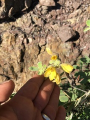 Senna confinis