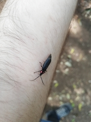 Pyractonema