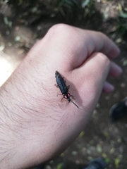 Pyractonema