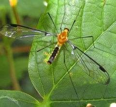 Aurotipula clara