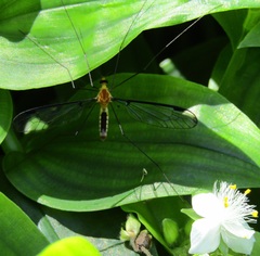 Aurotipula clara