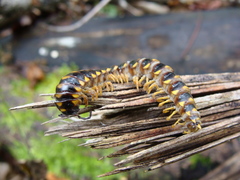 Rudiloria