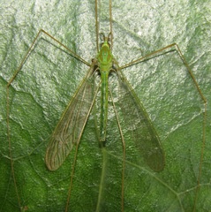 Leptotarsus holochlorus