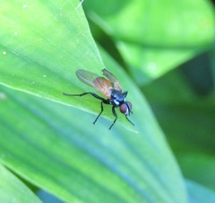 Huttonobesseria verecunda