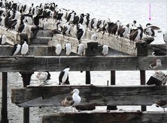 Leucocarbo atriceps albiventer