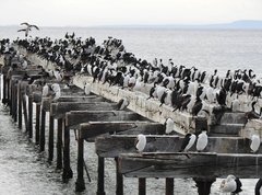 Leucocarbo atriceps albiventer