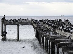 Leucocarbo atriceps albiventer