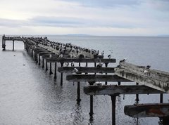 Leucocarbo atriceps albiventer