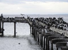 Leucocarbo atriceps albiventer