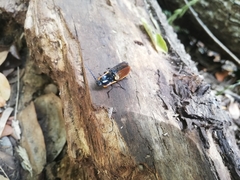 Semiotus luteipennis