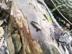 Semiotus luteipennis