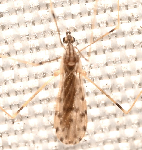 Unknown species found near 432 Ridge Road, Hamden, CT, USA