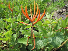 Erythrina leptorhiza