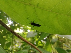 Pyractonema