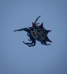 Gasteracantha cancriformis