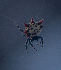 Gasteracantha cancriformis