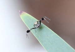 Stephanopis barbipes