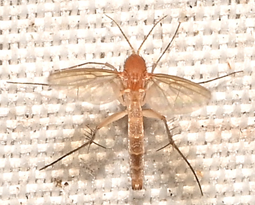 Unknown species found near 432 Ridge Road, Hamden, CT, USA