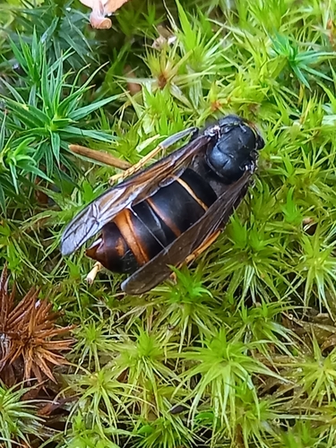 Vespa velutina