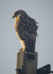 Buteo lineatus
