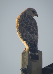 Buteo lineatus