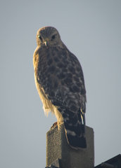 Buteo lineatus