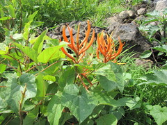 Erythrina leptorhiza