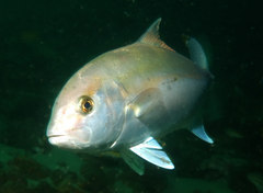 Seriola hippos