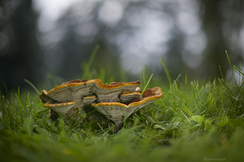 New World Dyer's Polypore