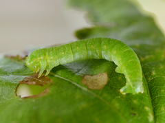 Epirrita dilutata